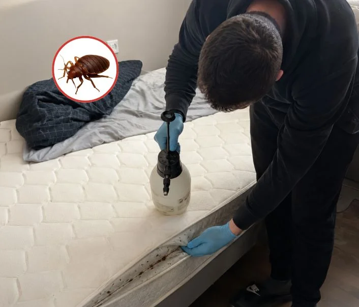 Technicien traitant un matelas contre les punaises de lit à Feucherolles